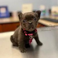 AKC Mochi , a female French Bulldog for sale in Powder Springs, GA – 7 of 10