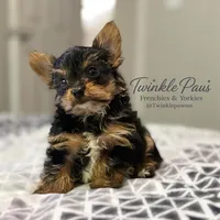 AKC Leo, a male Yorkshire Terrier for sale in Powder Springs, GA – 2 of 10