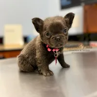 AKC Mochi , a female French Bulldog for sale in Powder Springs, GA – 6 of 10