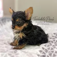 AKC Leo, a male Yorkshire Terrier for sale in Powder Springs, GA – 5 of 10