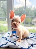 AKC Cinco, a male French Bulldog for sale in Powder Springs, GA – 2 of 8
