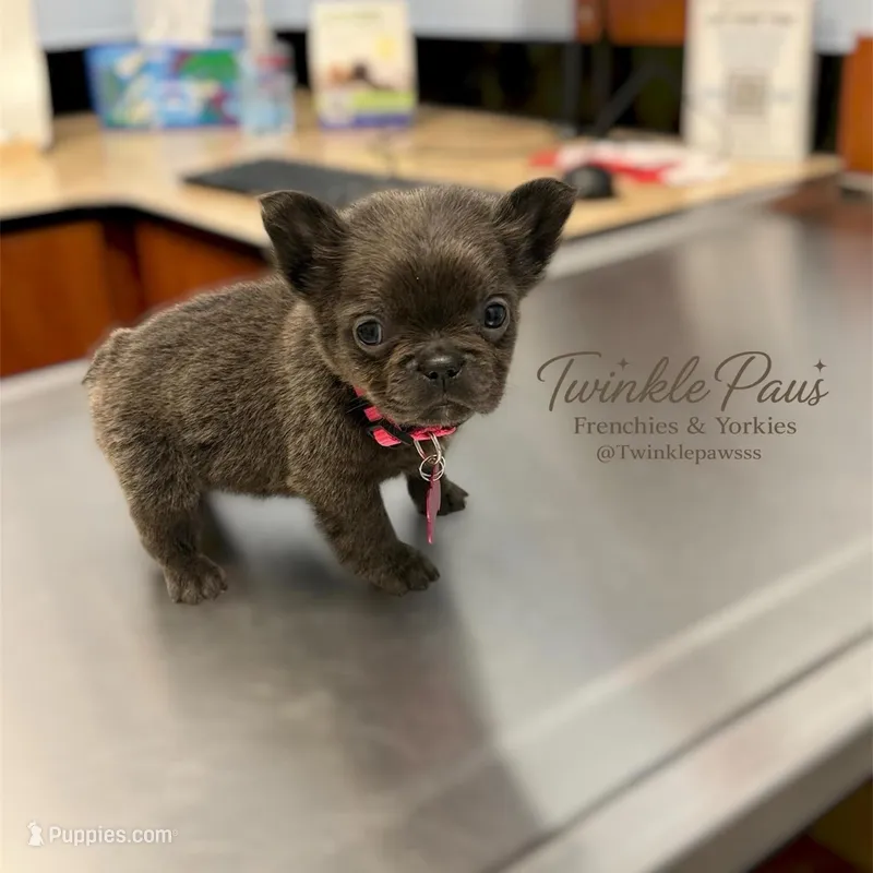 AKC Mochi  – French Bulldog puppy for sale in Powder Springs, GA