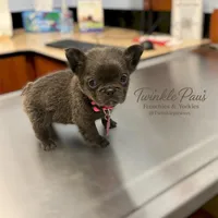 AKC Mochi , a female French Bulldog for sale in Powder Springs, GA – 1 of 10
