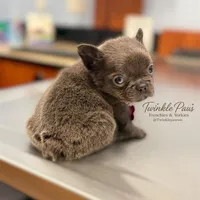 AKC Mochi , a female French Bulldog for sale in Powder Springs, GA – 2 of 10