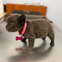 AKC Mochi , a female French Bulldog for sale in Powder Springs, GA – 10 of 10