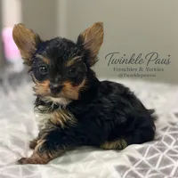 AKC Leo, a male Yorkshire Terrier for sale in Powder Springs, GA – 8 of 10