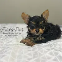 AKC Leo, a male Yorkshire Terrier for sale in Powder Springs, GA – 6 of 10