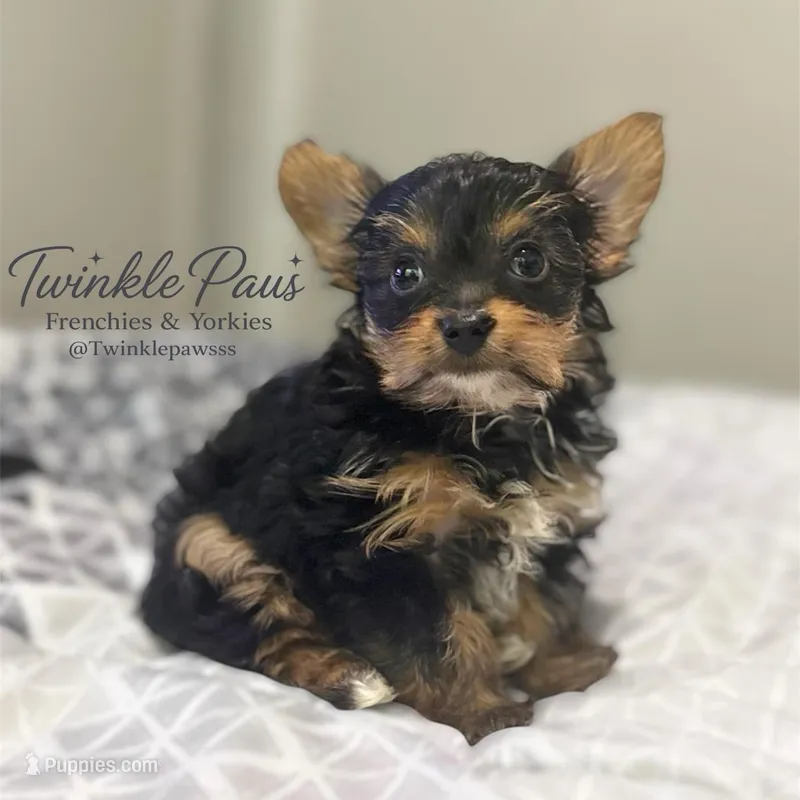 AKC Leo – Yorkshire Terrier puppy for sale in Powder Springs, GA