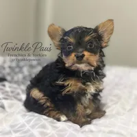AKC Leo, a male Yorkshire Terrier for sale in Powder Springs, GA – 1 of 10