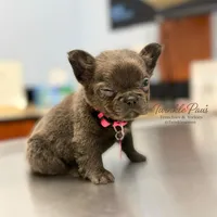 AKC Mochi , a female French Bulldog for sale in Powder Springs, GA – 8 of 10