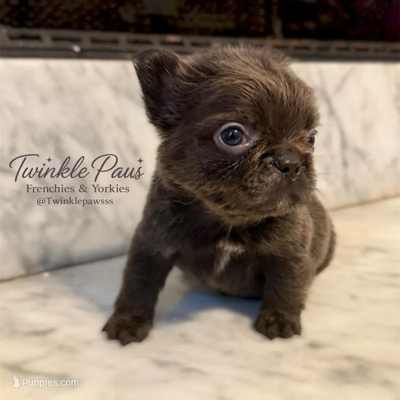AKC Mochi – French Bulldog puppy for sale in Powder Springs, GA