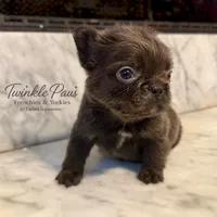 AKC Mochi, a female French Bulldog for sale in Powder Springs, GA – 1 of 6