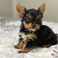 AKC Leo, a male Yorkshire Terrier for sale in Powder Springs, GA – 7 of 10