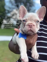 AKC Cinco, a male French Bulldog for sale in Powder Springs, GA – 8 of 8