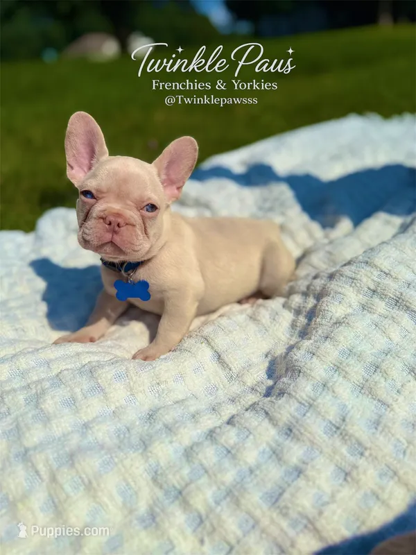 AKC Cinco – French Bulldog puppy for sale in Powder Springs, GA
