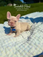 AKC Cinco, a male French Bulldog for sale in Powder Springs, GA – 7 of 8