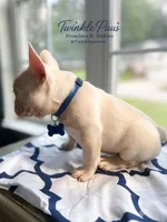 AKC Cinco, a male French Bulldog for sale in Powder Springs, GA – 5 of 8