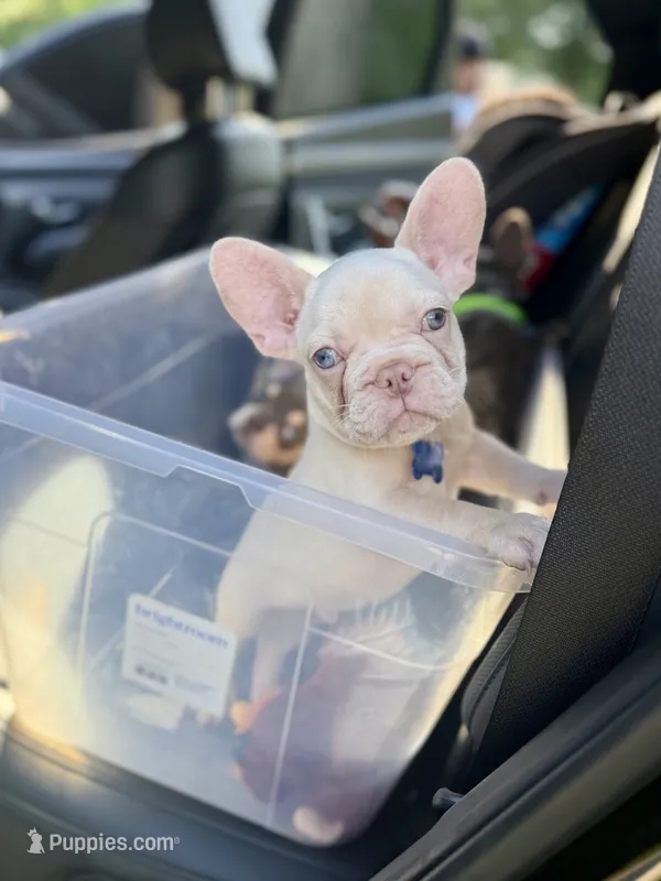 AKC Cinco – French Bulldog puppy for sale in Powder Springs, GA