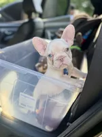 AKC Cinco, a male French Bulldog for sale in Powder Springs, GA – 1 of 8