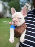 AKC Cinco, a male French Bulldog for sale in Powder Springs, GA – 6 of 8
