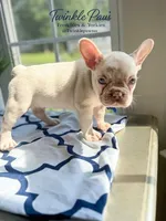 AKC Cinco, a male French Bulldog for sale in Powder Springs, GA – 4 of 8