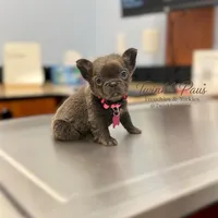 AKC Mochi , a female French Bulldog for sale in Powder Springs, GA – 3 of 10