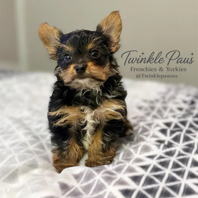 AKC Leo-Tea  Cup – Yorkshire Terrier puppy for sale in Powder Springs, GA