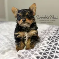 AKC Leo, a male Yorkshire Terrier for sale in Powder Springs, GA – 4 of 10