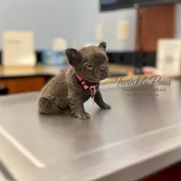 AKC Mochi , a female French Bulldog for sale in Powder Springs, GA – 4 of 10