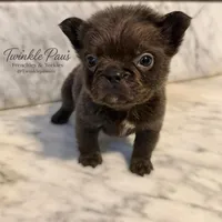 AKC Mochi, a female French Bulldog for sale in Powder Springs, GA – 4 of 6