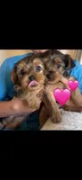 Yorkies , a female Yorkshire Terrier for sale in Krum, TX – Photo 2 of 2