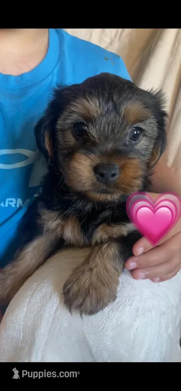 Yorkies  – Yorkshire Terrier puppy for sale in Krum, TX