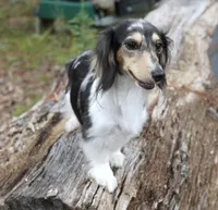 PAISLEY - Pet Home, a female Miniature Dachshund for sale in Graceville, FL – Photo 2 of 5