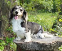 PAISLEY - Pet Home, a female Miniature Dachshund for sale in Graceville, FL – Photo 1 of 5