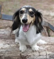 PAISLEY - Pet Home, a female Miniature Dachshund for sale in Graceville, FL – Photo 3 of 5