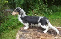 PAISLEY - Pet Home, a female Miniature Dachshund for sale in Graceville, FL – Photo 4 of 5