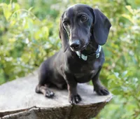 TAG ~ AKC Stud or Pet, a male Miniature Dachshund for sale in Graceville, FL – Photo 7 of 10