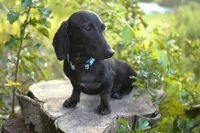 TAG ~ AKC Stud or Pet, a male Miniature Dachshund for sale in Graceville, FL – Photo 2 of 10