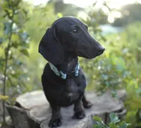 TAG ~ AKC Stud or Pet, a male Miniature Dachshund for sale in Graceville, FL – Photo 5 of 10