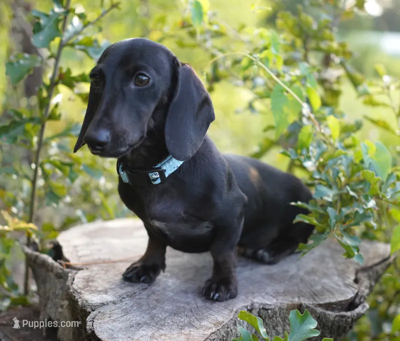 TAG ~ AKC Stud or Pet, a male Miniature Dachshund for sale in Graceville, FL – Photo 1 of 10