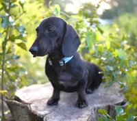 TAG ~ AKC Stud or Pet, a male Miniature Dachshund for sale in Graceville, FL – Photo 4 of 10