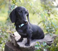 TAG ~ AKC Stud or Pet, a male Miniature Dachshund for sale in Graceville, FL – Photo 10 of 10