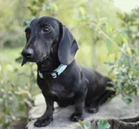 TAG ~ AKC Stud or Pet, a male Miniature Dachshund for sale in Graceville, FL – Photo 6 of 10