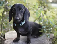 TAG ~ AKC Stud or Pet, a male Miniature Dachshund for sale in Graceville, FL – Photo 9 of 10