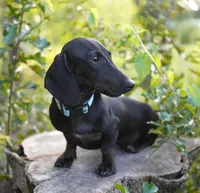 TAG ~ AKC Stud or Pet, a male Miniature Dachshund for sale in Graceville, FL – Photo 3 of 10