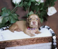 LEGEND - AKC Cream, a male Miniature Dachshund for sale in Graceville, FL – Photo 1 of 8