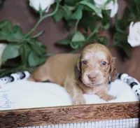 LEGEND - AKC Cream, a male Miniature Dachshund for sale in Graceville, FL – Photo 3 of 8