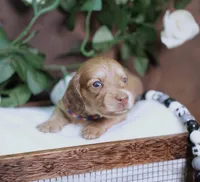 LEGEND - AKC Cream, a male Miniature Dachshund for sale in Graceville, FL – Photo 4 of 8