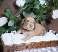 LEGEND - AKC Cream, a male Miniature Dachshund for sale in Graceville, FL – Photo 7 of 8