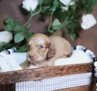LEGEND - AKC Cream, a male Miniature Dachshund for sale in Graceville, FL – Photo 6 of 8